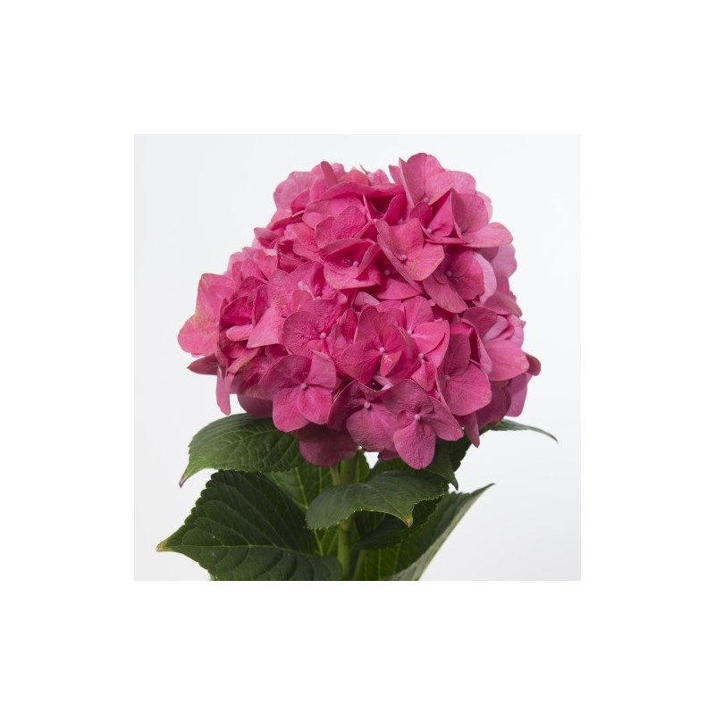 Hortensia RubyRed 80cm punane