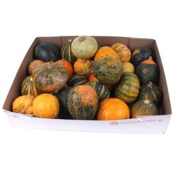 Dekoratiivkõrvits mix (Cucurbita)