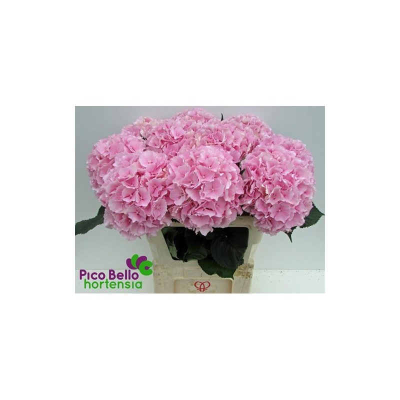 Hortensia Verena Pink 70-80cm heleroosa