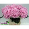 Hortensia Verena Pink 70-80cm heleroosa