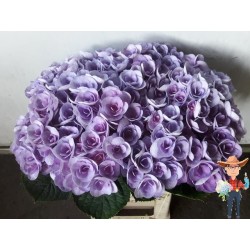 Hortensia Magical Royal King sinine