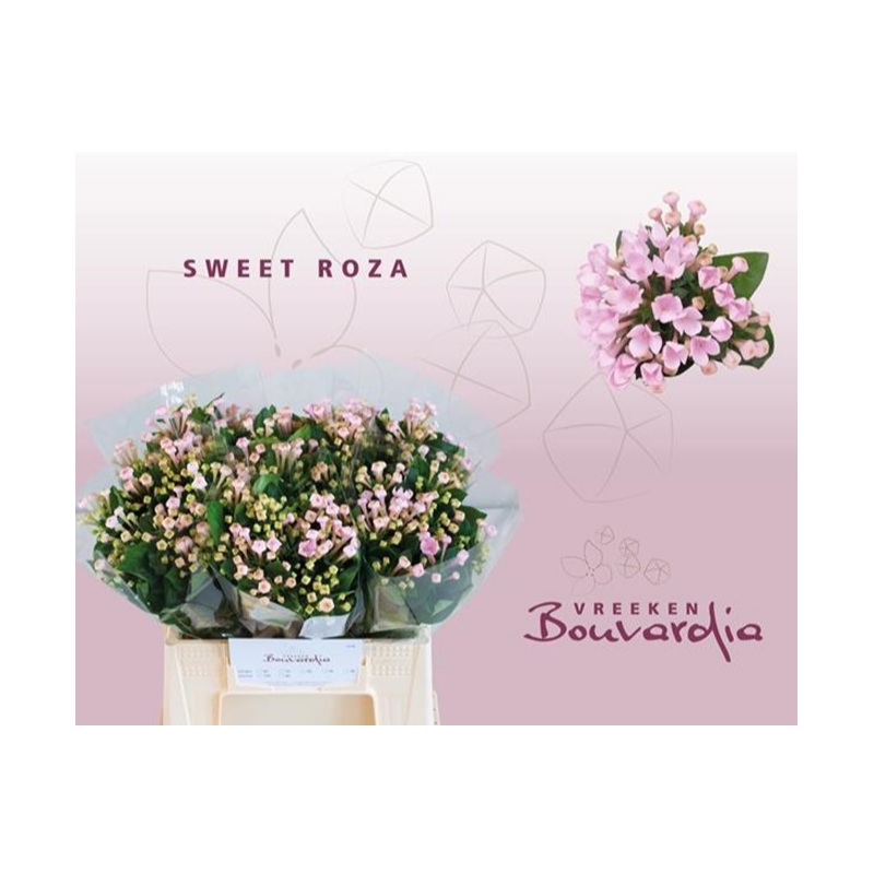 Bouvardia Sweet Roza roosa