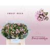 Bouvardia Sweet Roza roosa