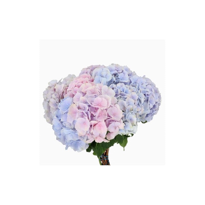 Hortensia Verena Pastel mix 70-80cm kirju