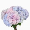 Hortensia Verena Pastel mix 70-80cm kirju