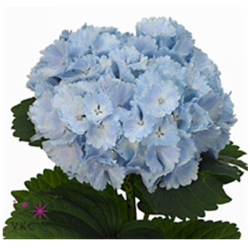 Hortensia Verena Blue 70-80cm helesinine