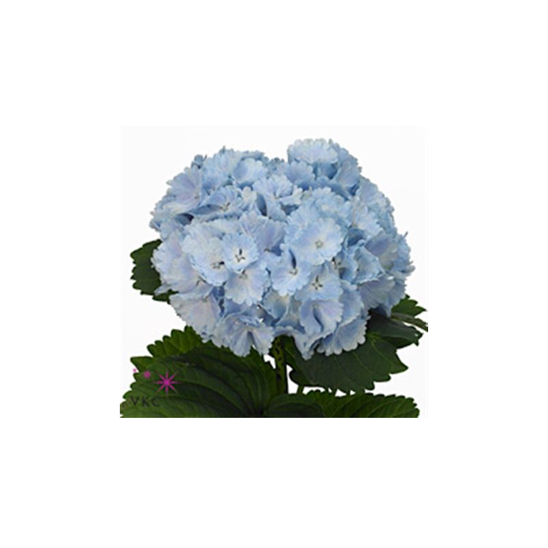 Hortensia Verena Blue 70-80cm helesinine