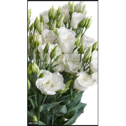 Eustoma Arena Giant 70-75cm valge