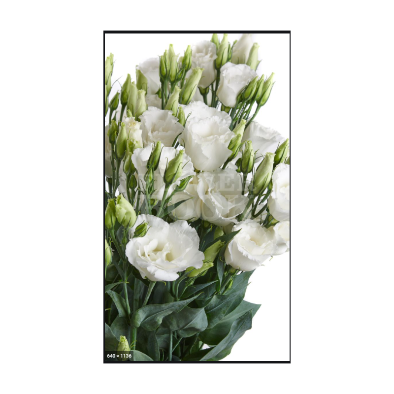 Eustoma Arena Giant 70-75cm valge