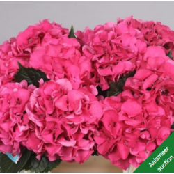 Hortensia Sibilla Red 45-60cm punane/roheline