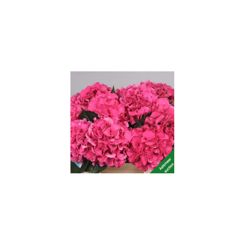 Hortensia Sibilla Red 45-60cm punane/roheline