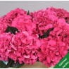 Hortensia Sibilla Red 45-60cm punane/roheline