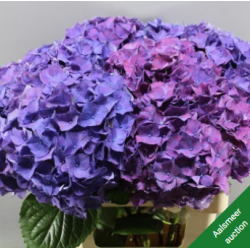 Hortensia Rodeo Purple 70-80cm lilla