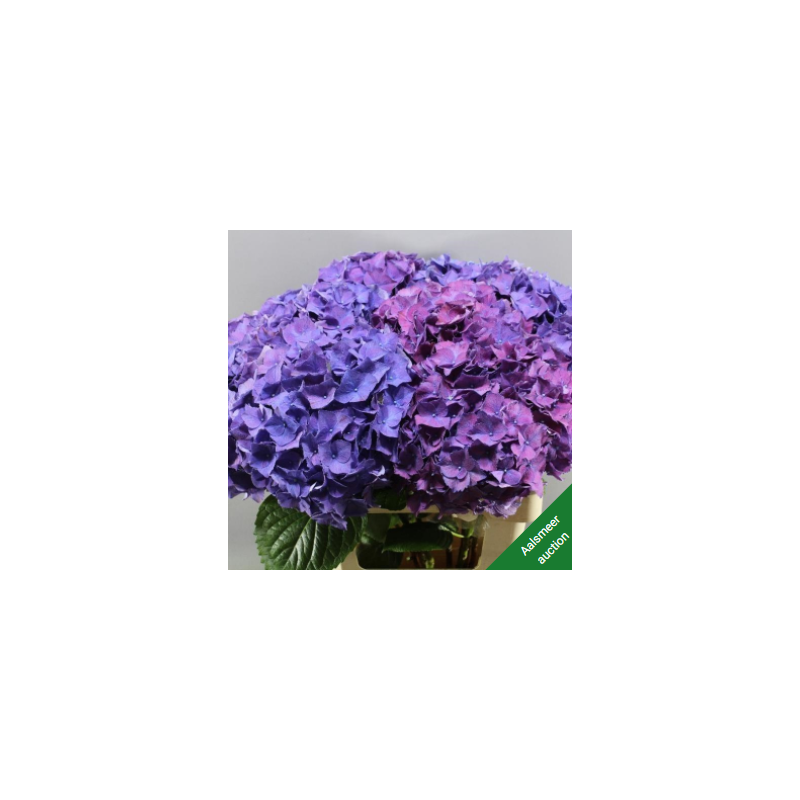 Hortensia Rodeo Purple 70-80cm lilla