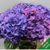 Hortensia Rodeo Purple 70-80cm lilla