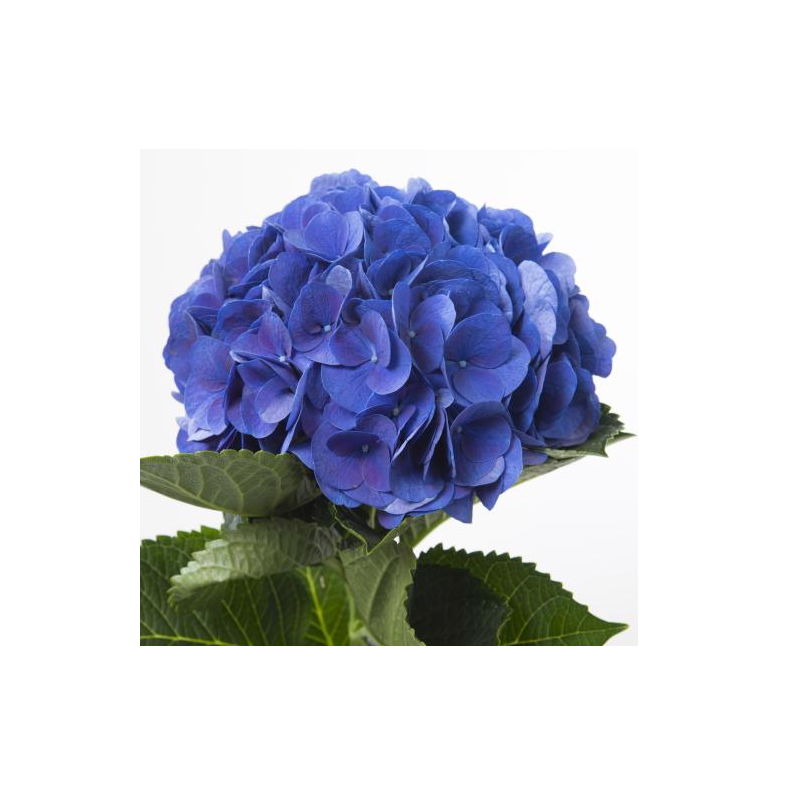 Hortensia Fabulous Anne 70-80cm sinine