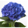 Hortensia Fabulous Anne 70-80cm sinine