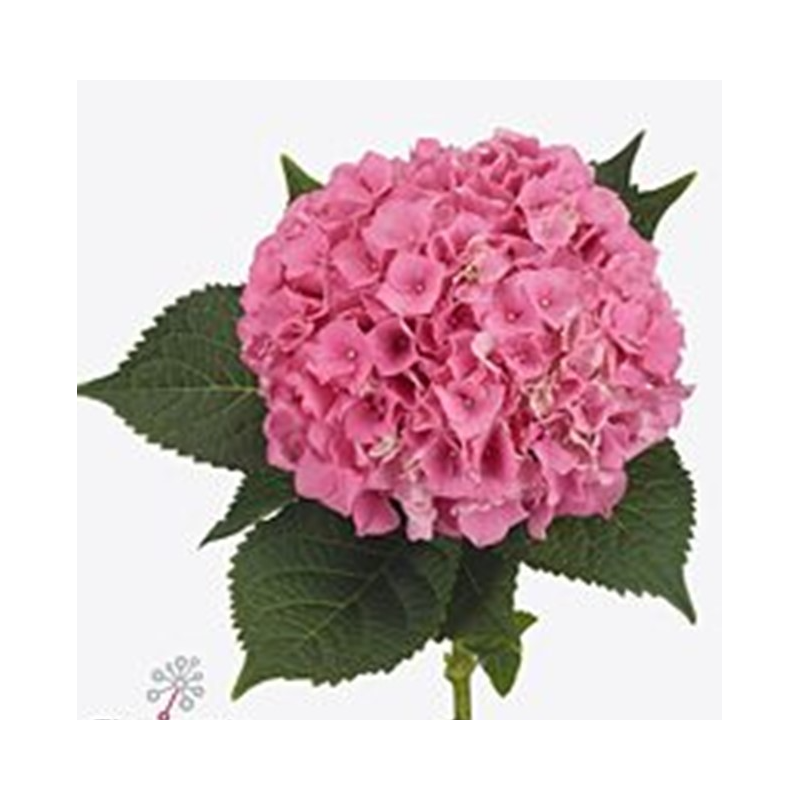 Hortensia Cassanova 45-60cm roosa