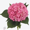 Hortensia Cassanova 45-60cm roosa