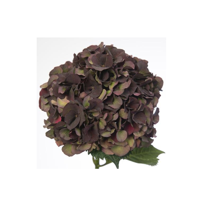 Hortensia Mag.Dark Ruby 45-60cm punane/pruun