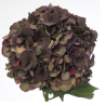 Hortensia Mag.Dark Ruby 45-60cm punane/pruun