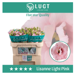 Eustoma Lisanne Light Pink heleroosa 70-75cm