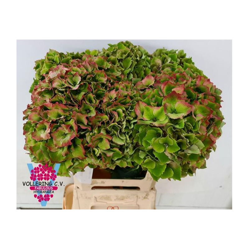 Hortensia Classic Royal Classic 45-60cm sin/roh