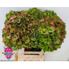 Hortensia Classic Royal Classic 45-60cm sin/roh