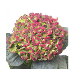 Hortensia Mag.Coral 60cm roosa/roheline