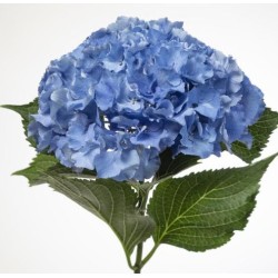 Hortensia Royal Parade 45-60cm tumesinine