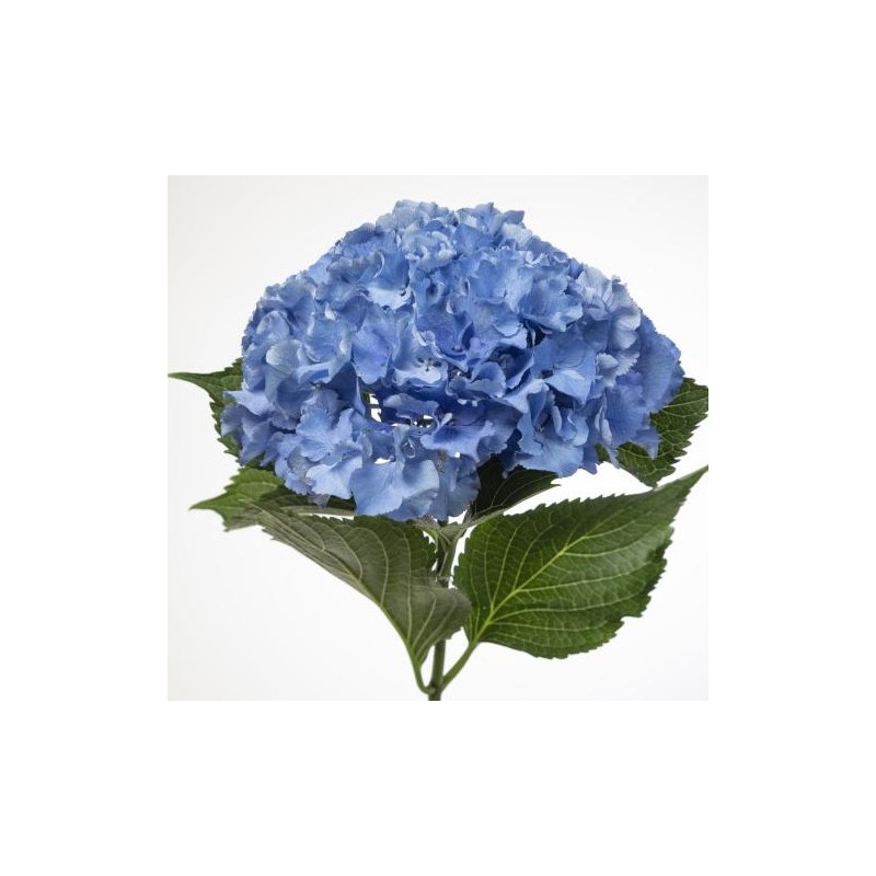 Hortensia Royal Parade 45-60cm tumesinine