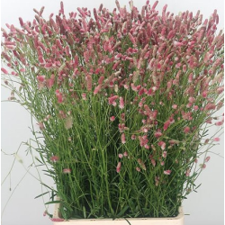 Sanguisorba Pink Tanna 80cm roosa