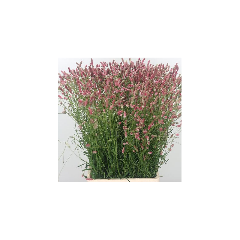 Sanguisorba Pink Tanna 80cm roosa