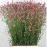 Sanguisorba Pink Tanna 80cm roosa