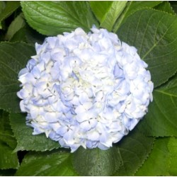 Hortensia 50-60cm SININE