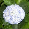 Hortensia 50-60cm SININE