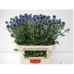 Echinops Blue Globe 70cm lilla