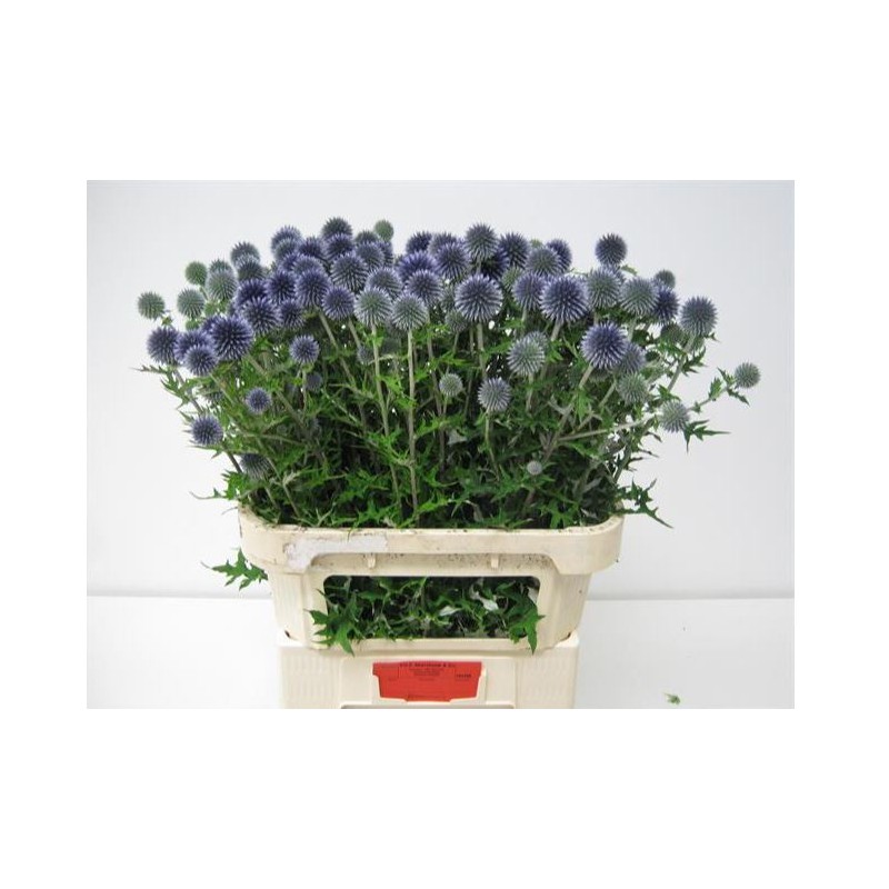 Echinops Blue Globe 70cm lilla