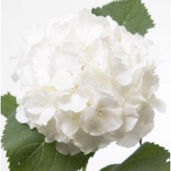 Hortensia White Verena 80cm valge