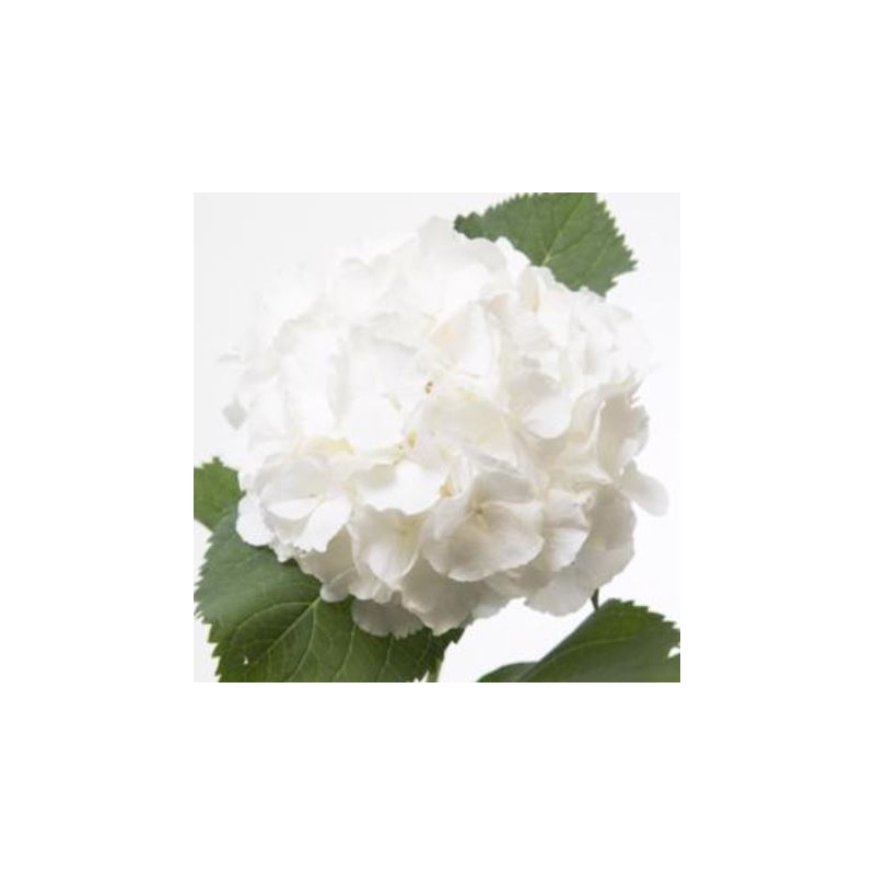Hortensia White Verena 80cm valge