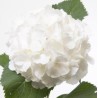 Hortensia White Verena 80cm valge