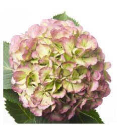 Hortensia Elbtal Classic 80cm