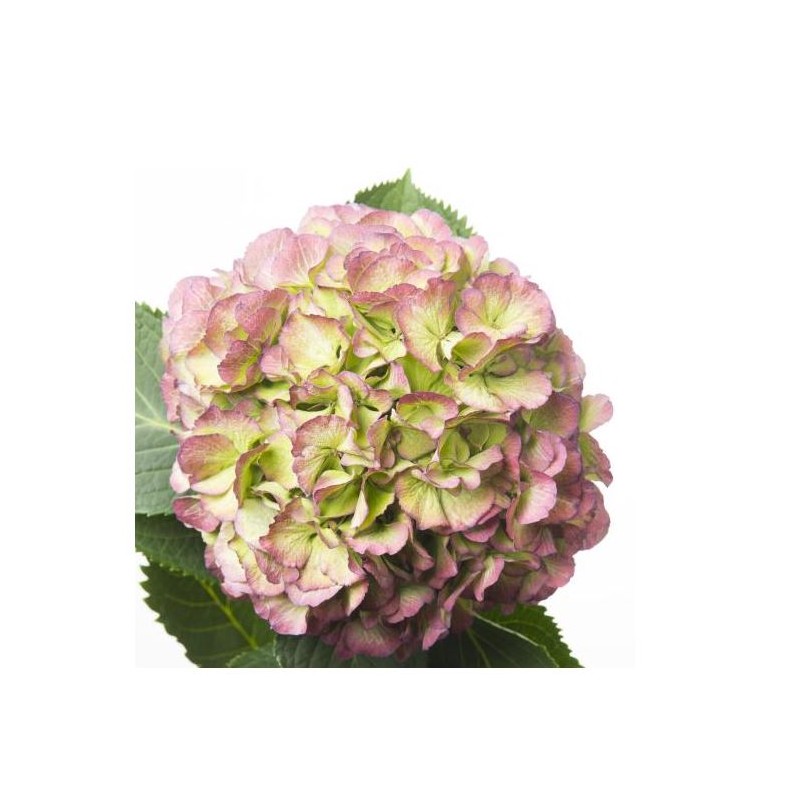 Hortensia Elbtal Classic 80cm