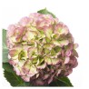 Hortensia Elbtal Classic 80cm