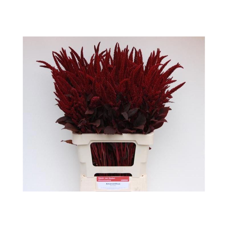 Amaranthus Velvet 70cm punane