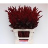 Amaranthus Velvet 70cm punane