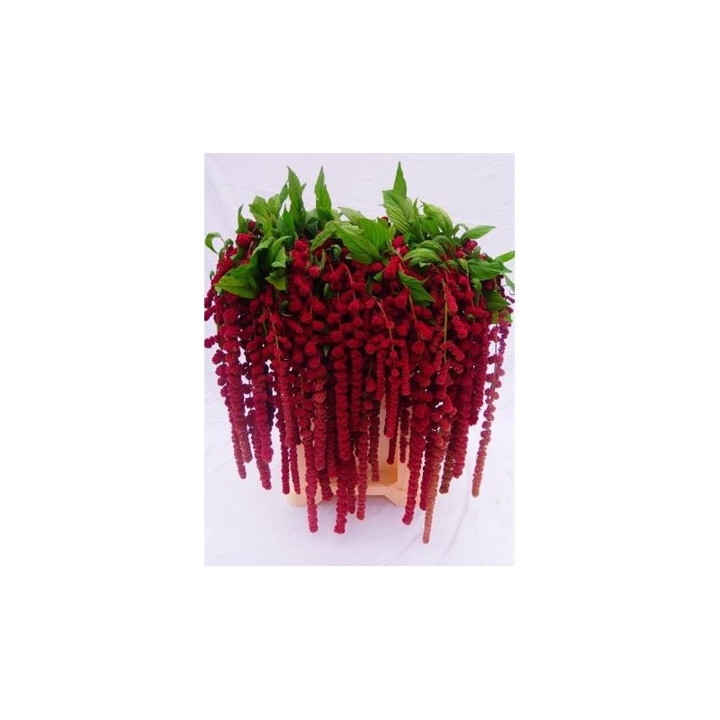 Amaranthus Hang Rosery 75cm punane