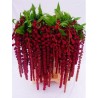 Amaranthus Hang Rosery 75cm punane