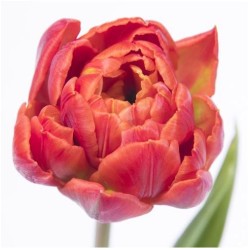 Tulp Red Princess punane