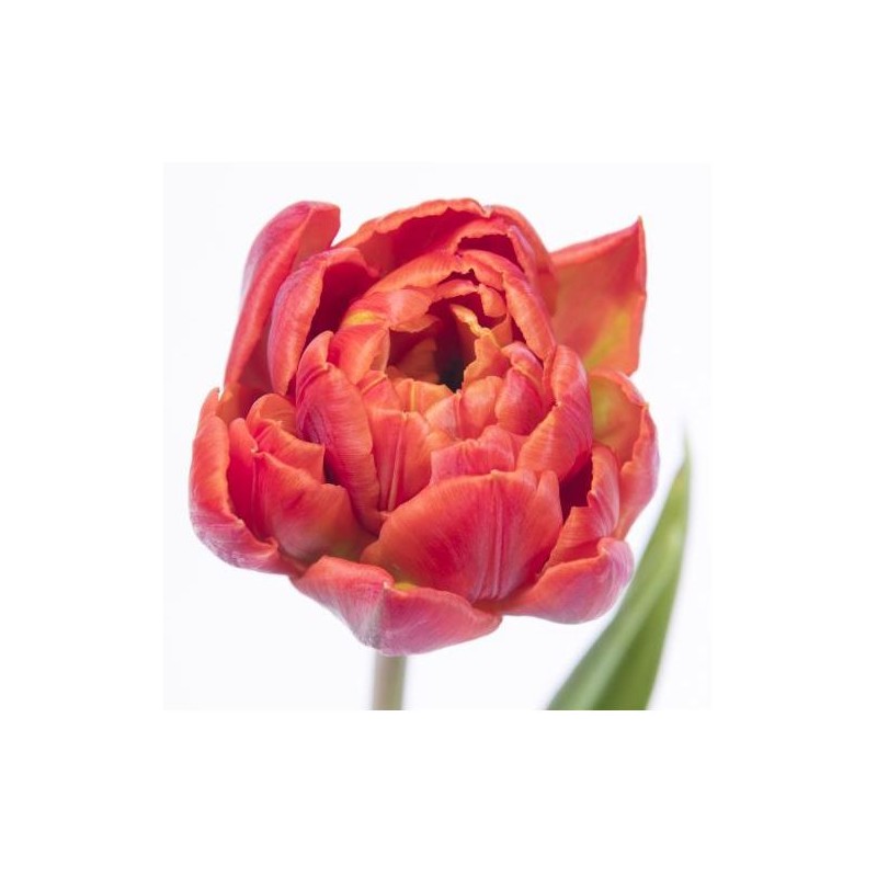 Tulp Red Princess punane